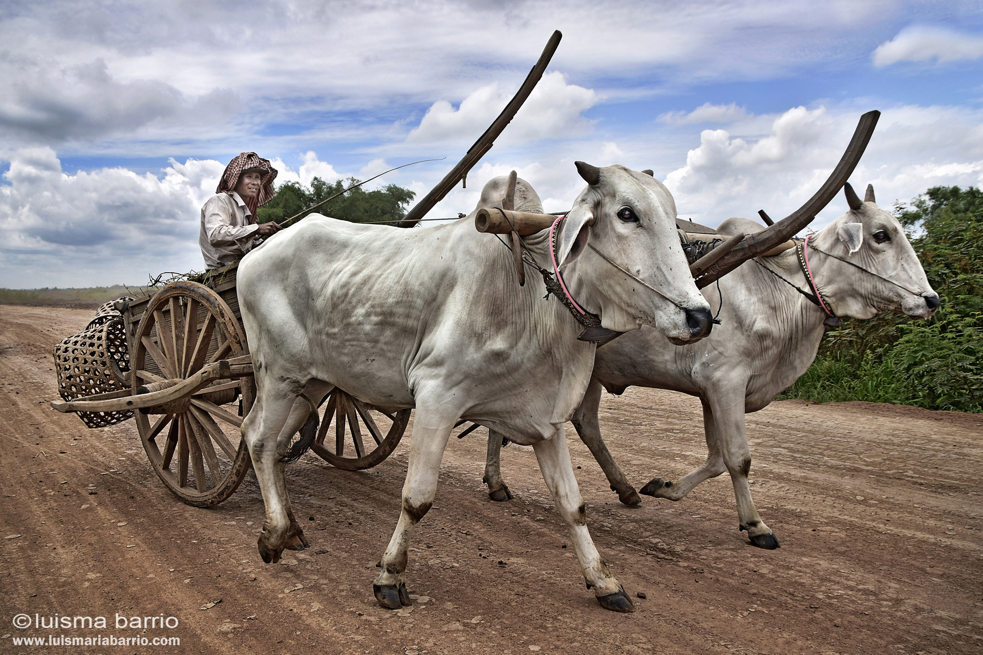 oxen in cambodia